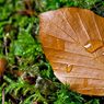 Leaf.jpg