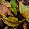 Leaves-One.jpg