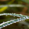Dew-on-Grass.jpg
