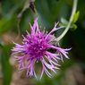 Flower.jpg