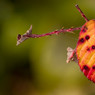 Red-Leaf.jpg