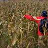 Scarecrow.jpg