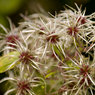 Seed-Heads.jpg