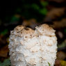 Shaggy-Ink-Cap.jpg