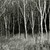 SilverbirchsaplingsHearntonWood.jpg
