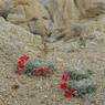 DSC_0652.jpg