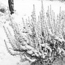 SnowinFurzePlatt-1.jpg