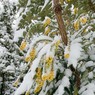 SnowinFurzePlatt-3.jpg