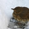 cold_thrush_16424.jpg