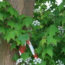 CC_Walk_109.jpg