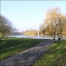 DogwoodsbyThamesCookham.jpg