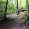 BeechesPullingshillWood1.jpg