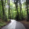RoadthroughPullingshillWood.jpg