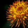 Dahlia07small.jpg