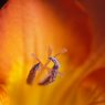 freesia.jpg
