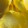 freesia2.jpg