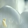 freesia3.jpg