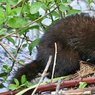 canon_209_river_068.JPG