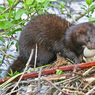 canon_209_river_071.JPG