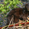 canon_210_river_2_052.JPG