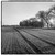 RowofwalnuttressnrBishamWoods600.jpg