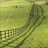 HorsesandfenceBlueysfarm.jpg