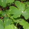 PC1_2004_03.jpg