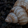 Shell.jpg