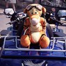 GoldwingandTiggeratGoathland01.jpg