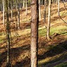 PinesonStonorEstate.jpg