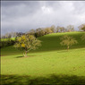 TreesBalhamsFarmcopy.jpg