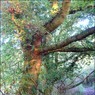 OakTouchenEnd.jpg