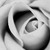 EdDoughty-MonochromeRose.jpg