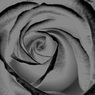11062008165_edited-1.jpg