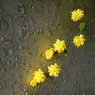 DSC00245_Abbotsbrook_yellow_flower_vertical.jpg