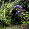 Irises.jpg