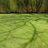 Odney_Club_Tree_shadow_.jpg