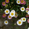 Daisies.jpg