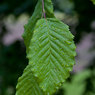 Leaves-in-Rain.jpg