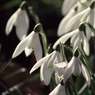 Snowdrops.jpg