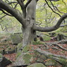 _DSC1566.jpg