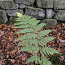 _DSC1857.jpg
