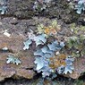 Lichens.jpg