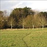 MoreWalnuttrees.jpg