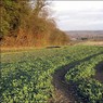 VieweastfromMountFarm.jpg