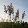 03_-_Trials_of_grasses_-_ja.jpg