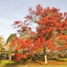 04_-_Red_tree_-_ja.jpg