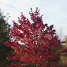 07_-_Another_red_tree_-_ja.jpg