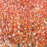 08_-_Yet_another_red_tree_-_ja.jpg