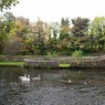 AshfordBridgeSheepSwim.jpg